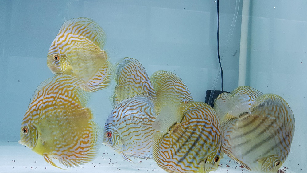 Cá Dĩa Tiger: Tìm Hiểu Về Loài Cá Dĩa Độc Đáo